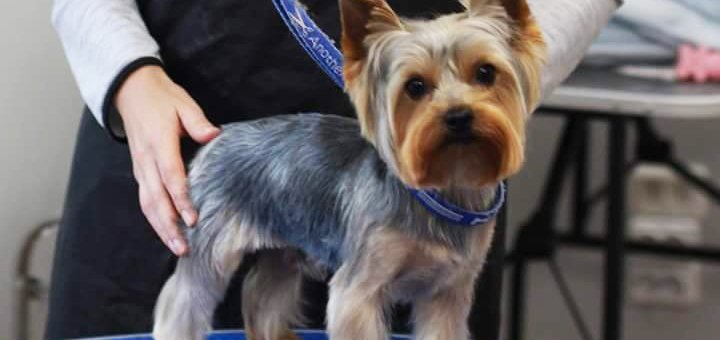 Grooming and grooming of dogs in the studio «Best dog». Call for a discount