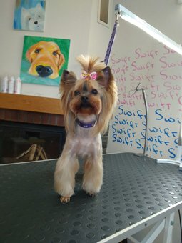 Стрижка тер&#39;єрів в «dogstar grooming salon» в києві. записуйте вихованця по знижці.