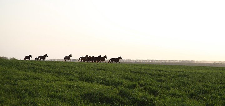 Country complex timarska sadiba in vinnytsia region