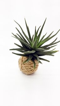 Kokedama in the Mini-Sweet online store in Kiev. Order at a discount.