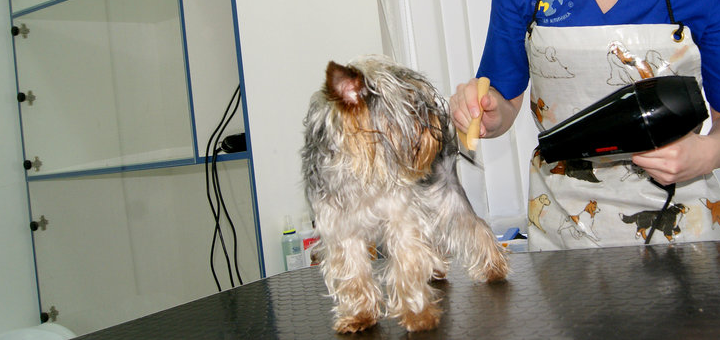 Haircut at the family favorite veterinary clinic in kiev. order at a discount
