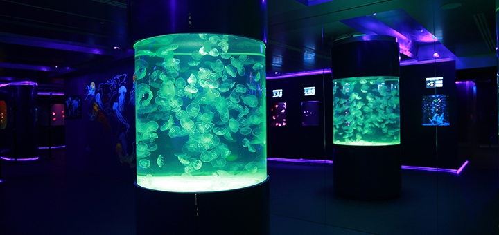 Скидки на отдых в музее медуз в Киеве3