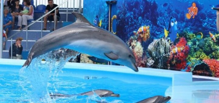 Discounts dolphinarium &quot;oscar&quot; genichensk