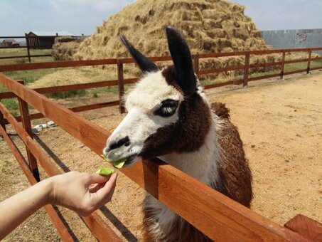 Special offers zoo &quot;safari park&quot;