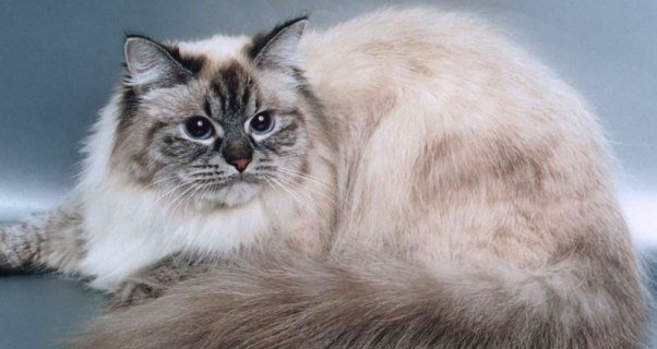 Все виды животных