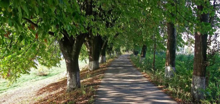 «Липовая аллея» Ужгород