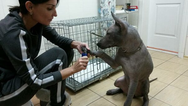 Акционные предложения в отеле для животных клиника Doktor Zoo Житомир