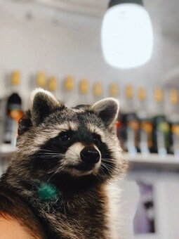 Raccoon coffee