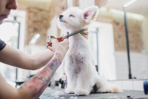 Barber pet grooming in kiev. order by promotion