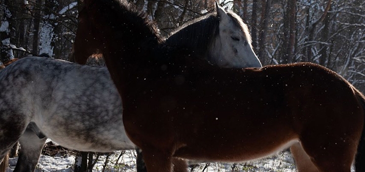  кінний клуб Family_horse_club прогулянки верхом вартість