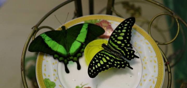 Арт-мастерская «Інший світ» предлагает подружиться с бабочками