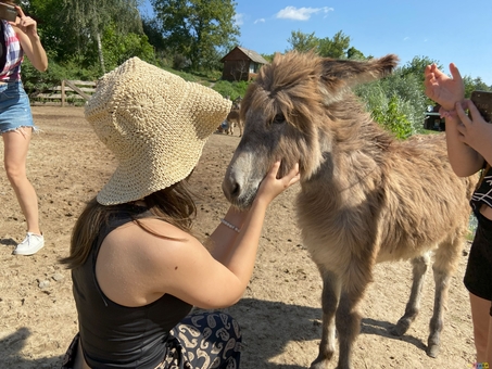 Osloff donkey farm near Kiev, donkey against the sky