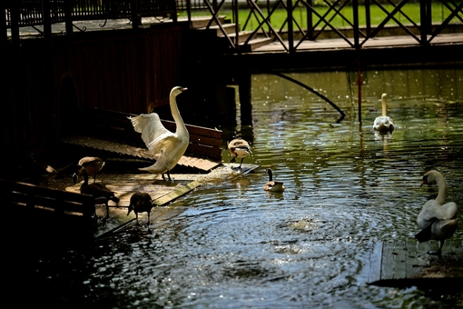 Yasnogorodka Family Ecopark, Zoo