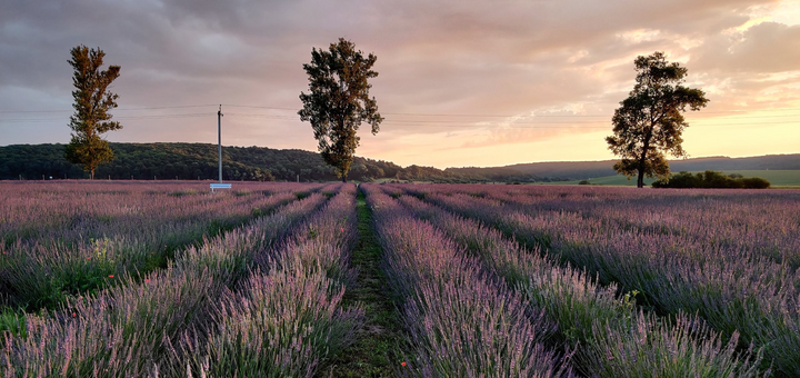 Kazkov Fields Flower Park. Visit for promotion 3