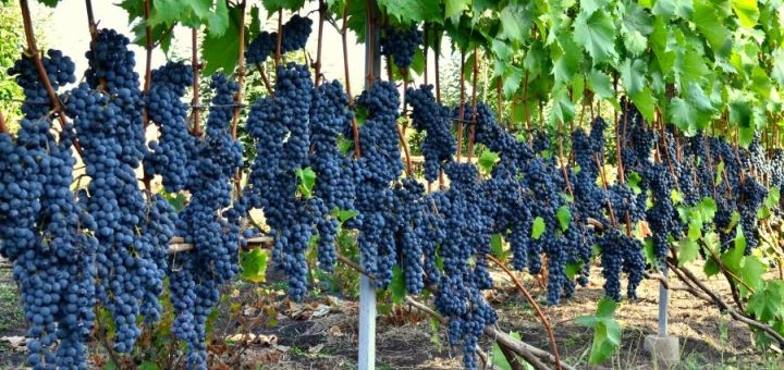 Berezhnyi Winery near Kyiv