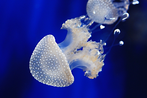 Музей медуз в Киеве. Посещайте по акции 9