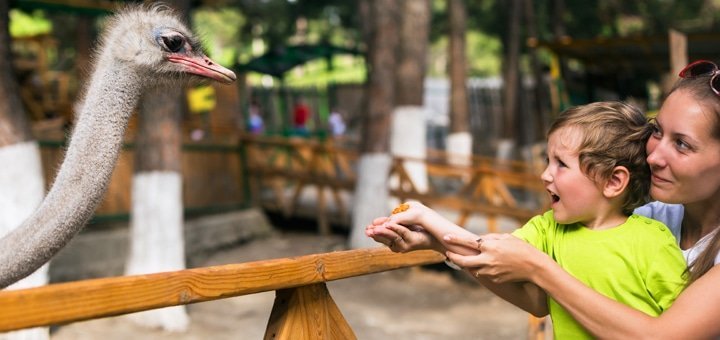 Акції на страусиній фермі «Чубинський страус»