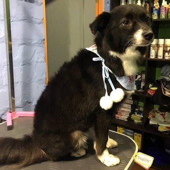 Стрижка собак київ в грумінг салоні «dog city». сплачуйте спа послуги для тварин по знижці.