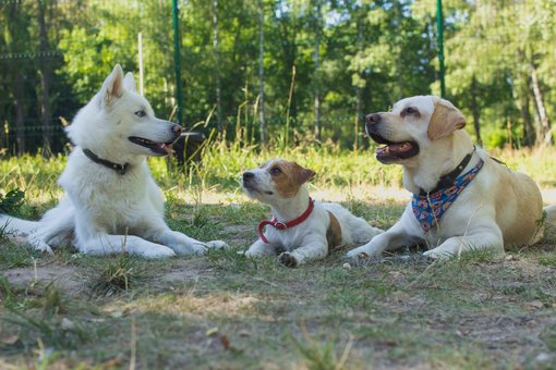 Садок для собак «dog city» в києві. сплачуйте абонемент по акції.