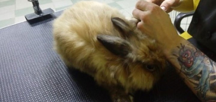 Pet grooming and grooming at GaVik Animal Services. Discount grooming