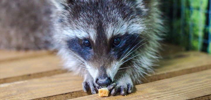 In the "Country Raccoon" your family will be able to feel a wonderful unity with nature