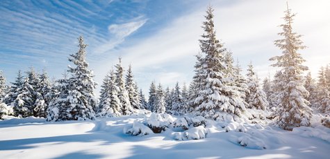 Shutterstock_519397579